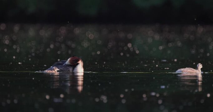Great crested grebe tiny chick and older juvenile swimming towards parent on calm lake in golden hour sunset light slow motion