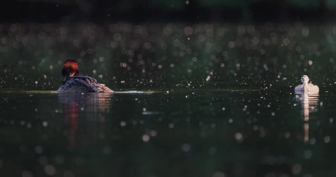 Great crested grebe family with  tiny newborn chick, and older juvenile swimming together on calm lake with floating fluff in golden hour sunset light slow motion