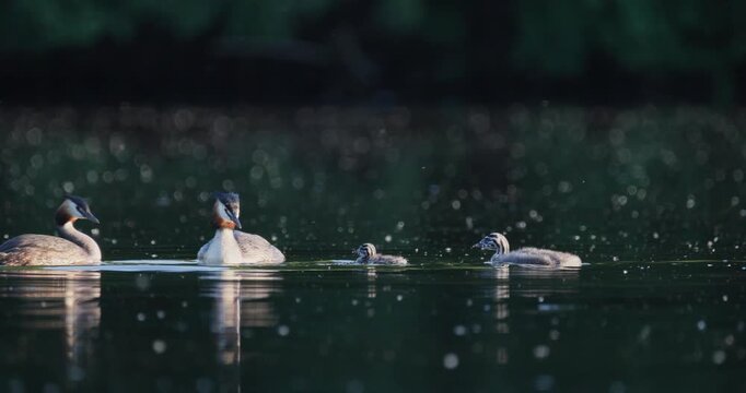 Great crested grebe family with  tiny newborn chick, and older juvenile swimming together on calm lake with floating fluff in golden hour sunset light slow motion