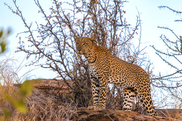 Majestic African Leopard Resting on Rocks in the Savanna © Thomas