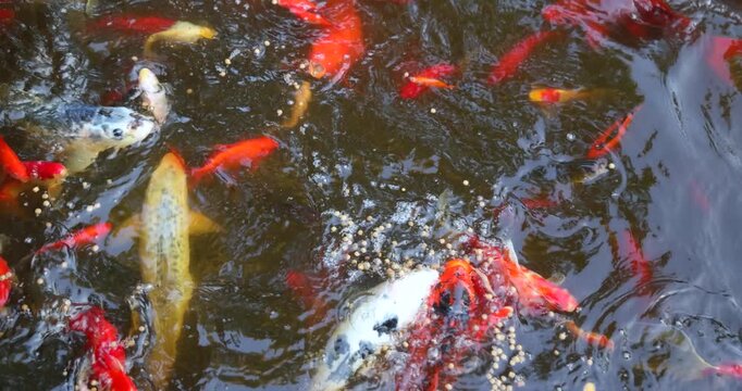 Colorful Japanese koi carp, including red, white and patterned ornamental fish, viewed from above feeding in a garden pond. Decorative fish kept as pets in a tranquil outdoor water garden