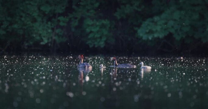 Great crested grebe family with  tiny newborn chick, and older juvenile swimming together on calm lake with floating fluff in golden hour sunset light slow motion