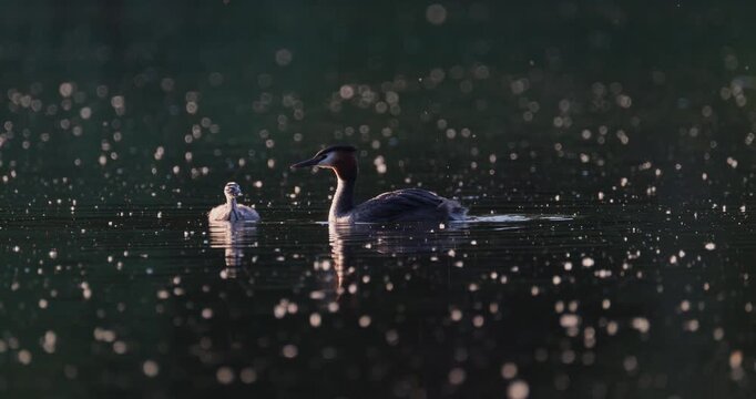 Great crested grebe tiny chick trying to climb onto parent's back while swimming on calm lake with floating fluff in golden hour sunset light slow motion