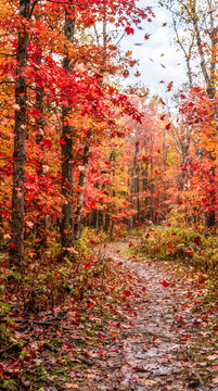 Un sendero forestal en oto&ntilde;o con hojas de arce rojas que caen suavemente.