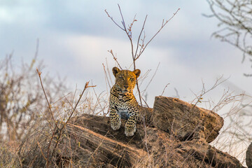 Majestic African Leopard Resting on Rocks in the Savanna © Thomas