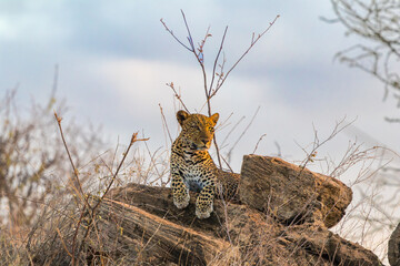 Majestic African Leopard Resting on Rocks in the Savanna © Thomas