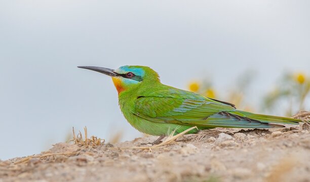 Close-up profile portrait of a colorful Blue-cheeked Bee-eater (Merops persicus) bird perched on a dirt mound against a soft blurred background.