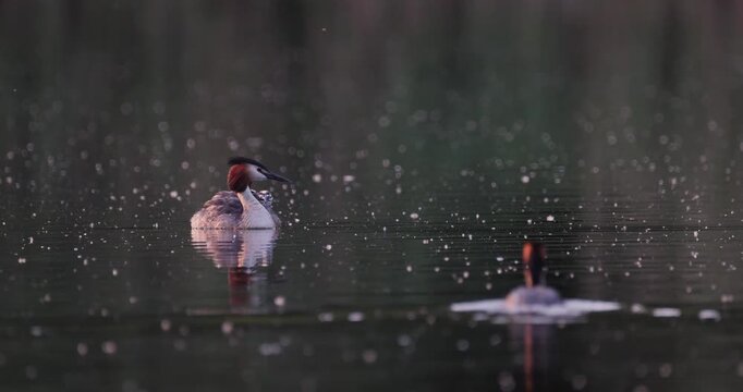 Great crested grebe parent carrying tiny newborn chick on back while older juvenile chick swims alongside in golden hour sunset light on calm lake slow motion