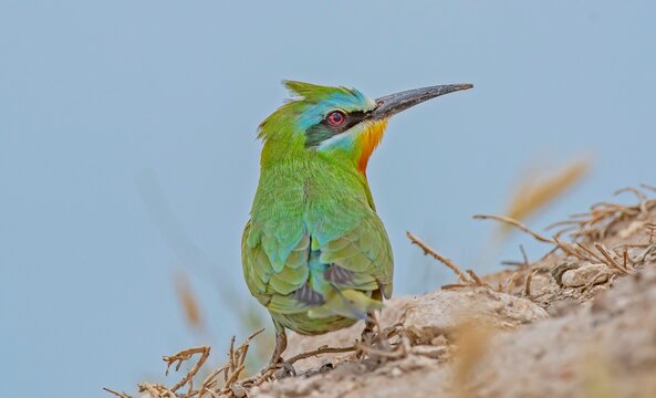 Close-up profile portrait of a colorful Blue-cheeked Bee-eater (Merops persicus) bird perched on a dirt mound against a soft blurred background.