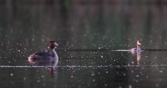 Great crested grebe mother swimming with tiny chick and older juvenile while father resurfaces from water in background on calm lake with floating fluff in golden hour sunset light slow motion