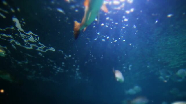 Sardine run underwater big fish school ocean scenery of behaviour. Amazing close up silver fish swimming anfront camera in blue water of sea. Under surface water world, wild life nature. freshwater