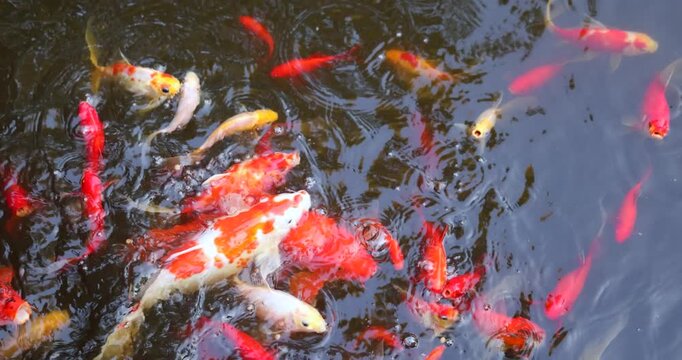 Colorful Japanese koi carp, including red, white and patterned ornamental fish, viewed from above feeding in a garden pond, slow motion. Decorative fish kept as pets in a tranquil outdoor water garden