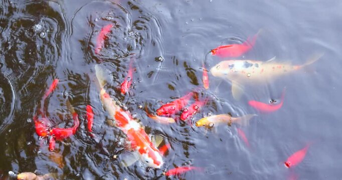 Colorful Japanese koi carp, including red, white and patterned ornamental fish, viewed from above feeding in a garden pond. Decorative fish kept as pets in a tranquil outdoor water garden