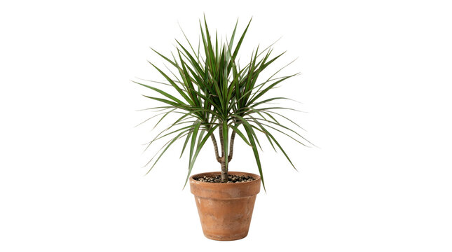 Potted dracaena houseplant with spiky green leaves in a clay pot.
