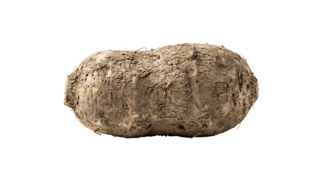 Raw taro root vegetable isolated on white background.