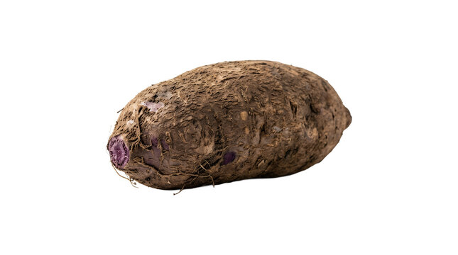 Raw fresh taro root vegetable isolated.