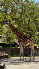 giraffe in the wild © liisanaris