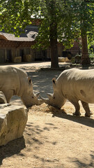 rhino and calf © liisanaris