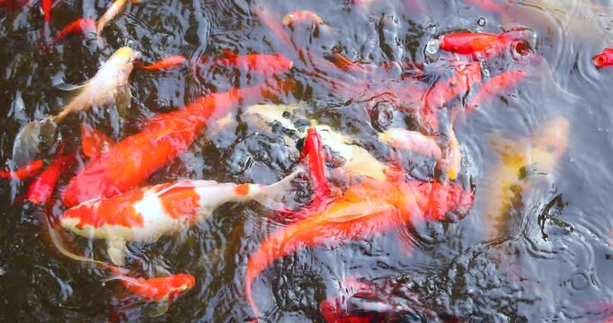 Colorful Japanese koi carp, including red, white and patterned ornamental fish, viewed from above feeding in a garden pond, slow motion. Decorative fish kept as pets in a tranquil outdoor water garden