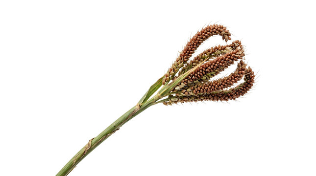 Ripe finger millet grain head closeup isolated.
