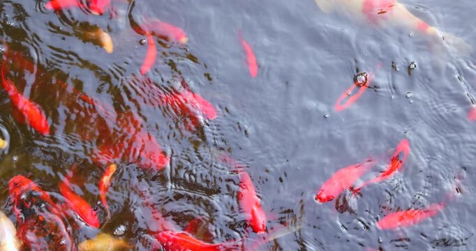 Japanese koi carp, red, white and patterned ornamental fish swimming in a garden pond, close-up top view, decorative pet fish, tranquil water garden