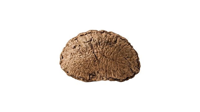 Single tasty Brazil nut isolated on white background.