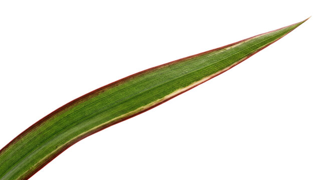 Single long green plant leaf isolated.