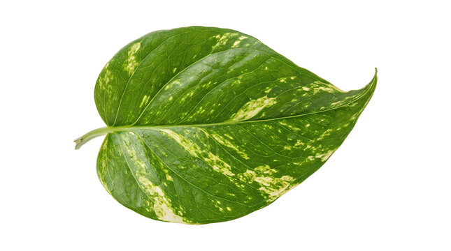 Single variegated green leaf isolated on white background.