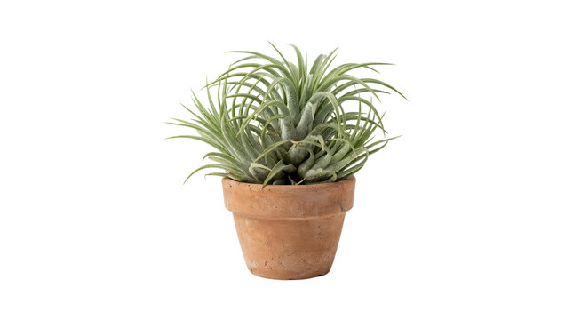 Small houseplant in terracotta pot on white background.