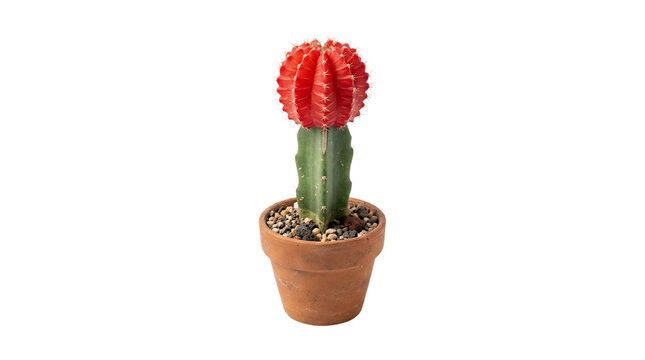 Small red moon cactus in a terracotta pot isolated on white background.
