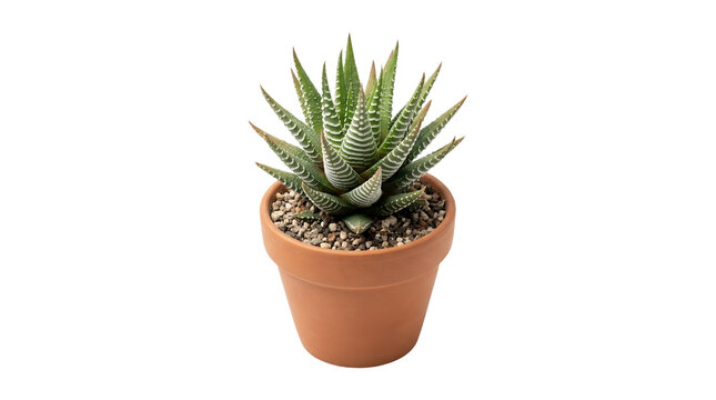Small potted zebra succulent plant in terracotta pot isolated.