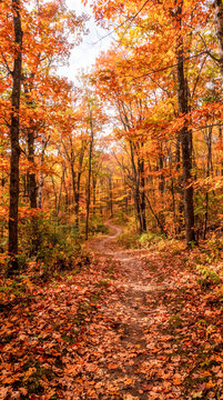 Camino cubierto de hojas secas que serpentea por un bosque resplandeciente en tonos naranja, amarillo y rojo durante el oto&ntilde;o.