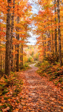 Camino cubierto de hojas secas que serpentea por un bosque resplandeciente en tonos naranja, amarillo y rojo durante el oto&ntilde;o.
