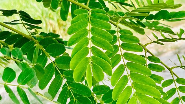  Fresh Green Tamarind Leaves (Tamarindus Indica) Close-up | Natural Botany Pattern Stock Photo