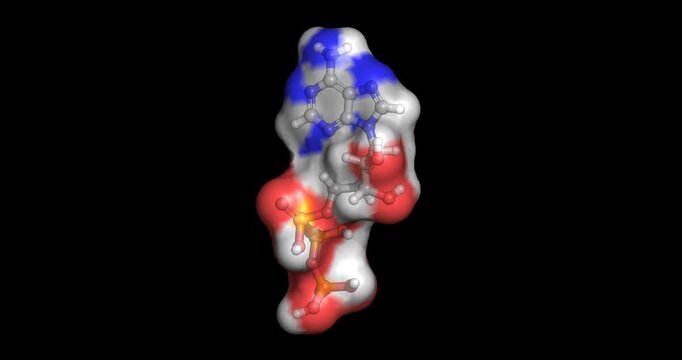 Adenosine triphosphate (ATP), the primary energy currency of biological cells that drives cellular work through phosphate transfer, 3D molecule spinning, 4K