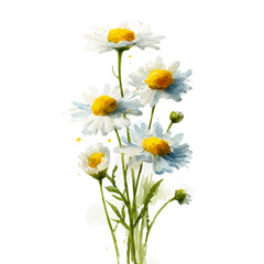 Fototapeta premium Chamomile Flower, watercolor clipart vector, isolated on a white background.