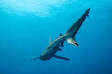 Obraz premium Silky shark at a cleaning station in Revillagigedo, Mexico