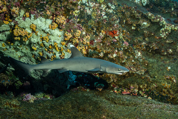 Whitetip reef shark at a cleaning station in Socorro Island, Mexico © Subphoto