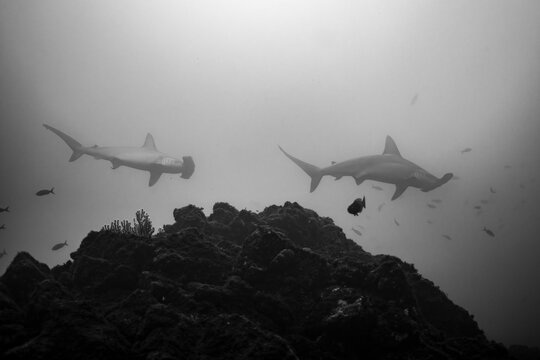 Scalloped hammerheads at a cleaning station in Socorro Island, Mexico