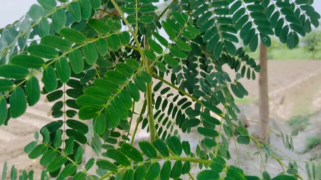 Fresh Green Tamarind Leaves (Tamarindus Indica) Close-up | Natural Botany Pattern Stock Photo