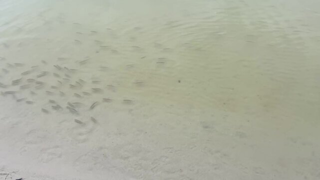 little girl stands on sandy shoreline observing three ducks paddling in shallow nearshore water where numerous small fish are visible beneath calm.