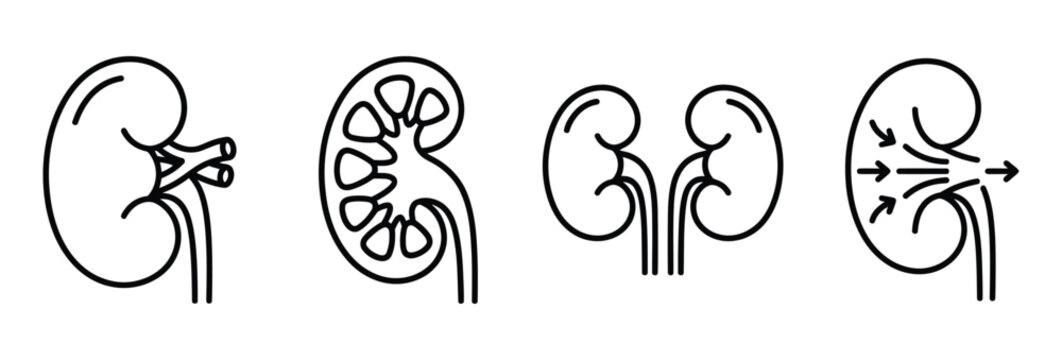 Human Kidney Anatomy Lineart Vector Icon Set Isolated On Transparent Background For Medical Or Health Educational Projects