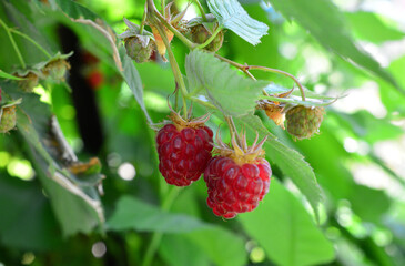 remontant Red Raspberries Growing on Bush in Garden, close up, front view © Irina