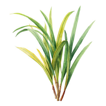 watercolor vector of Lemongrass, isolated on a white background.