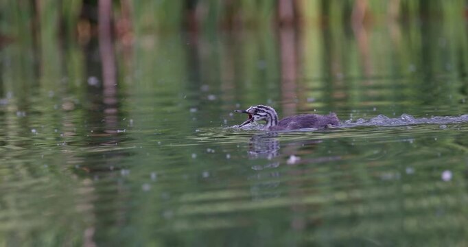 Great crested grebe juvenile stripy chick swimming excitedly waiting for parent then swimming away together on calm lake evening light slow motion