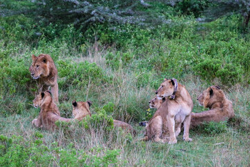 Naklejka premium Pride of Lions After the Rain in the Green Wilderness of Kenya, Lake Nakuru