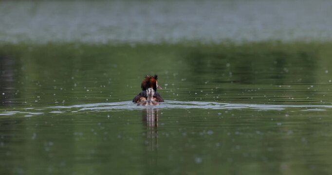 Great crested grebe juvenile stripy chick swimming excitedly waiting for parent then swimming away together on calm lake evening light slow motion