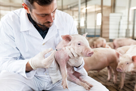 Male veterinarian giving vaccine injection to piglet on livestock farm. Man doctor in white coat holding syringe treating young pig. Animal healthcare, veterinary medicine and pig farming concept.