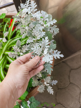 Human hand touching silvery foliage of dusty miller plant in outdoor flower pot close up, decorative ornamental gardening and plant care concept