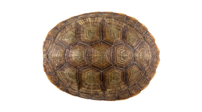 Textured turtle shell top view, brown tortoise carapace with geometric patterns, natural reptile armor for biology study isolated PNG with Transparent Background